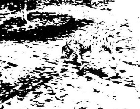Dalmation Image
